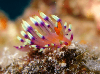 マブール島、ヒブサミノウミウシ