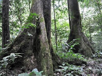 マフアの滝（Mahua Waterfall）