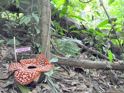 ラフレシアインフォメーションセンター（Rafflesia Information Centre）