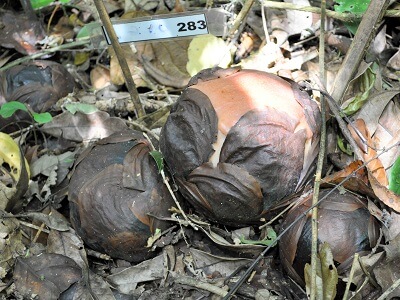 ラフレシアインフォメーションセンター（Rafflesia Information Centre）