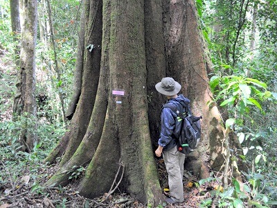 ラフレシアインフォメーションセンター（Rafflesia Information Centre）