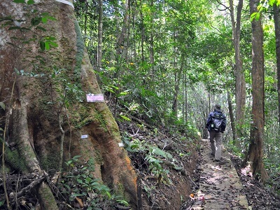 ラフレシアインフォメーションセンター（Rafflesia Information Centre）