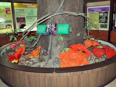 ラフレシアインフォメーションセンター（Rafflesia Information Centre）