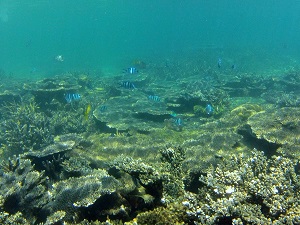 コタキナバルの海で見れるスズメダイについて