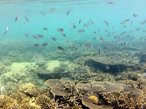 コタキナバルの海で見れるスズメダイについて