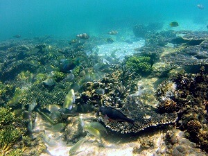 コタキナバルの海で見れるブダイ