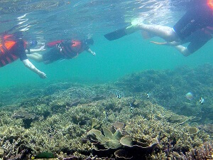 コタキナバルの水中の生きものについて