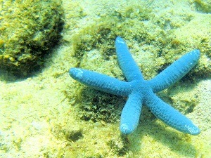 コタキナバルの水中の生きものについて