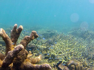 コタキナバルの水中の生きものについて